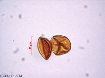 ISEM 1/Littorella_uniflora_29211/Littorella_uniflora_29211_0001(copy)_thumb.jpg